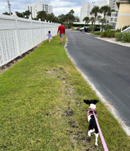 Family with dog walking around Sandpiper Cove