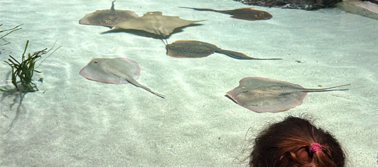 touch pool at Mississippi Aquarium