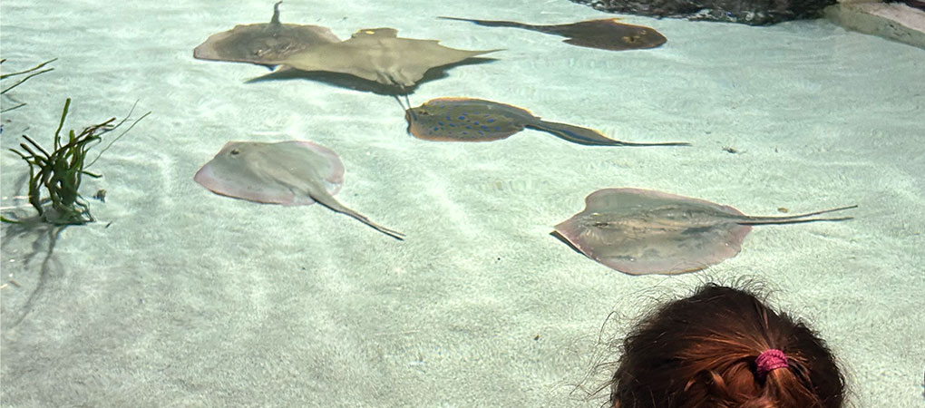 Day Trips: Visiting the Mississippi Aquarium with Kids